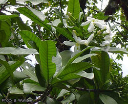 alt=Description de l'image Tabernaemontana stapsiana flowering branch B. Wursten.jpg.