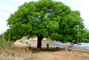 Tamarindus indica arbre TRAMIL.jpg