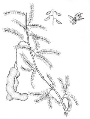 Tamarindus indica dessin TRAMIL.jpg