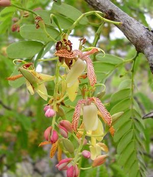 Tamarindus indica inflorescence TRAMIL.jpg