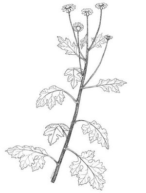 Tanacetum parthenium dessin TRAMIL.jpg