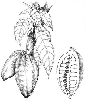 Theobroma cacao dessin TRAMIL.jpg