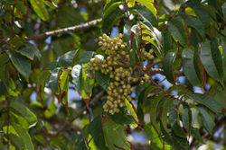 alt=Description de l'image Trattinnickia rhoifolia2 Olivier Gaubert.jpg.