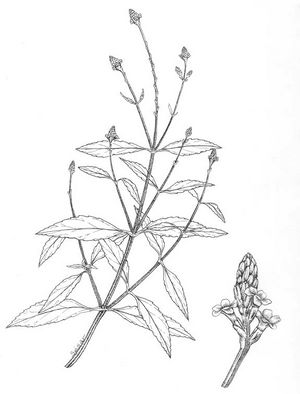 Verbena litoralis dessin TRAMIL.jpg