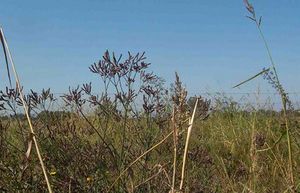 Verbena litoralis plante TRAMIL.jpg