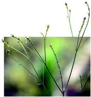 Verbena litoralis tiges TRAMIL.jpg