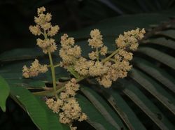 alt=Description de l'image Virola surinamensis inflorescence Hervé Galliffet.JPG.