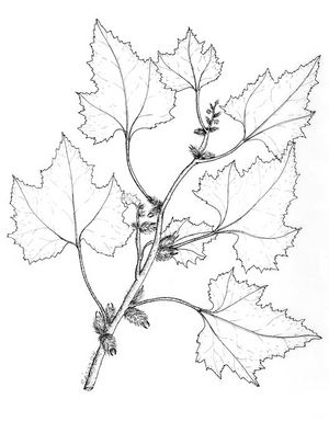 Xanthium strumarium dessin TRAMIL.jpg