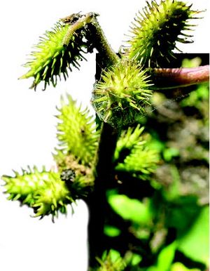 Xanthium strumarium fruits TRAMIL.jpg