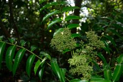 alt=Description de l'image Zanthoxylum heitzii Ehoarn Bidault feuillles et inflorescence.jpg.