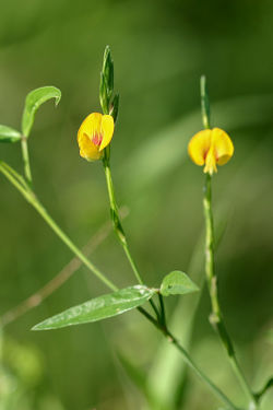 alt=Description de l'image Zornia latifolia fleurs Olivier Gaubert 1a.jpg.