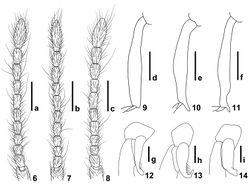 Figures 6–14. Details of Intestinarius spp., male. 6–8 antenna 9–11 mesotibia 12–14 metatrochanter 6, 9, 12 Intestinarius guangdongensis 7, 10, 13 Intestinarius kuzmini 8, 11, 14 Intestinarius longiceps. Scales: a–c = 0.3 mm, d–f = 0.2 mm, g–i = 0.1 mm.