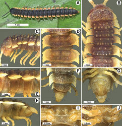 Figure 13. Orthomorpha tuberculifera sp. n., ♂ holotype. A habitus, live coloration. B, C anterior part of body, dorsal and lateral views, respectively D, E segments 10 and 11, dorsal and lateral views, respectively F, G, H posterior part of body, dorsal, ventral and lateral views, respectively I, J sternal cones between coxae 4, subcaudal and sublateral views, respectively.