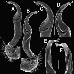 Figure 32. Orthomorpha latiterga sp. n., ♂ holotype. A, B right gonopod, mesal and lateral views, respectively C-F distal part of right gonopod, mesal, lateral, suboral and subcaudal views, respectively. Scale bar: 0.2 mm.