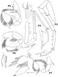 Figure 6. Dubinectes infirmus sp. n.Holotype male (ZMH 42969). Pereopods 3-7 with enlarged details.