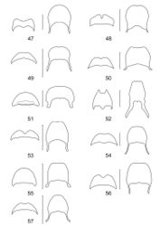 Figures 47–57. Terminal abdominal segments of 47 Aphelochroa sp. 48 Caridopus sp. 49 Dozocolletus discophorus 50 Gyponyx sp. 51 Languropilus fortipes 52 Neorthrius sp. 53 Nonalatus brevis 54 Orthrius sepulcralis 55 Pieleus irregularis 56 Pseudoastigmus pygidialis 57 Xenorthrius simplex. Scale bars 1mm.