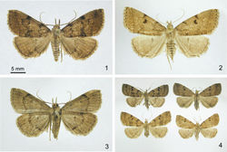 Figures 1–4. Zanclognatha dentata sp. n. 1 Holotype male, dorsal. CT: Tolland Co., Mansfield 2 Female, dorsal. CT: Windham Co., Hampton Reservoir 3 Holotype male, ventral 4 Variation. NJ: Atlantic Co., Egg Harbor Township (upper left); CT: Windham Co., Sterling (upper right); CT: Windham Co., Hampton Reservoir (lower left); MA: Franklin Co., Montague, Plains Road (lower right).