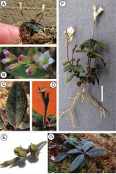 Figure 2. Spigelia genuflexa A Habit of mature plant B Flowers at anthesis and before opening. Note valvate and vertically folded petal lobes C Close-up of leaf with apressed papilloid hairs D Base of fruit after dehiscence (‘carpoatlas') E Fruit before dehiscence F Whole plant with roots. Scale bar = 1 cm G Infructescence showing geocarpy. Photos by Alex Popovkin.