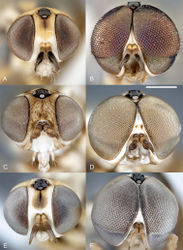 Figure 4. Heteromphrale spp.: Heteromphrale blanca sp. n.: A female head, anterior view [Morphbank entry= 579914] B male head, anterior view 579921; Heteromphrale chilensis (Kröber): C female head, anterior view morphbank 579925 D male head, anterior view 579932; Heteromphrale cyanops (Edwards): E female head, anterior view 579935 F male head, anterior view morphbank 579942. Scale line = 0.25 mm.