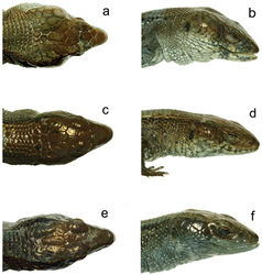 Figure 2. Heads of various species of Euspondylus. Holotype of Euspondylus chasqui (CORBIDI 06963, a,b), holotype of Euspondylus oreades (CORBIDI 07219, c,d) and Euspondylus spinalis (CORBIDI 07234, e,f).