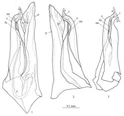 Figures 1−3. Mammamia profuga gen. n., sp. n., gonopods: 1 right gonopod, mesal view 2 right gonopod, lateral view 3 left posterior gonopod, anterior view. Abbreviations: a, b: opisthomerital processes a and b, f: flagellum, fu: furrow, l: lamella, mt: mesomerital process, o: opisthomerite, p: promerite.