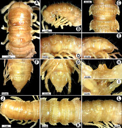 Figure 116. Orthomorphoides setosus (Attems, 1937), comb. n., ♂ syntype (A–I), ♀ syntype (J–L). A, B, J anterior part of body, dorsal, lateral and dorsal views, respectively C, D, K, L segments 10 and 11, dorsal, lateral, dorsal and lateral views, respectively E-G posterior part of body, lateral, dorsal and ventral views, respectively H, I sternal cones between coxae 4, subcaudal and sublateral views, respectively.