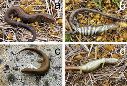 Figure 3. Euspondylus oreades, new species, from central Peru. Holotype male (CORBIDI 07219, a,b) and female (CORBIDI 07216, c,d).