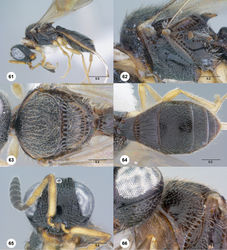 Figures 61–66. 72Paridris nilaka sp. n. 61 Lateral habitus, female holotype (OSUC 266165)62 Mesosoma, lateral view, female holotype (OSUC 266165)63 Mesosoma, dorsal view, female (OSUC 254613). 64, Metasoma, dorsal view, female holotype (OSUC 266165)65 Head, anterior view, female holotype (OSUC 266165)66 Pronotum, anterolateral view, female (OSUC 334223). Scale bars in millimeters.