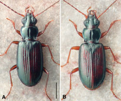 Figure 5. Habitus photographs. Specimens at same scale; scale bar is 1.0 mm A Bembidion ozarkense, USA: Missouri: Carter Co., Current River at Van Buren, voucher DRMV100311 B Bembidion rolandi, USA: Virginia: Rockbridge Co., Maury River at Glasgow, voucher DRMV100193.