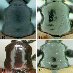 Figures 10–13. Pronotums of Lilioceris species, dorsal view. 10 Lilioceris impressa 11 Lilioceris laosensis 12 Lilioceris unicolor 13 Lilioceris yunnana.