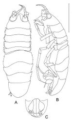 Figure 2. Dubinectes infirmus sp. n.Holotype male (ZMH 42969) A body, dorsal view B body, lateral view C pleotelson, ventral view.