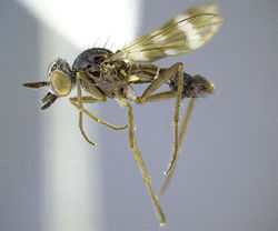 Figure 14. Acupalpa minuta sp. n., male, lateral view [581505]. Body length = 3.0 mm.