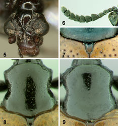 Figures 5–9. Body parts of Lilioceris species. 5 head of Lilioceris unicolor, frontal view 6 antenna of Lilioceris cheni 7 scutellum of Lilioceris impressa; 8–9 pronotum 8 Lilioceris cheni 9 Lilioceris egena.