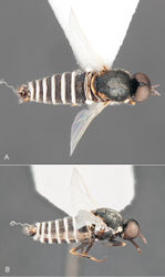 Figure 6. Iranotrichia nigra sp. n.: A male, dorsal view [Morphbank 693176] B same, lateral view [Morphbank 693177]. Body length = 4.5 mm.