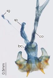 Figure 9. Female reproductive tract, ventral view. Pseudoceneus sollicitus. bc. bursa copulatrix, co. common oviduct, sg. spermatheca gland, sp. spermatheca.