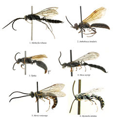 Figures 1–6. Lateral view of males. 1 Methocha 2 Anthobosca 3 Tiphia (uncus obscured by genital capsule shown in inset) 4 Mesa 5 Meria 6 Myzinella.