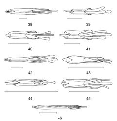 Figures 38–46. Aedeagi of 38 Aphelochroa sp. 39 Caridopus sp. 40 Dozocolletus discophorus 41 Gyponyx sp. 42 Neorthrius sp. 43 Nonalatus brevis 44 Orthrius sepulcralis 45 Pseudoastigmus pygidialis 46 Xenorthrius simplex. Scale bars 1mm.