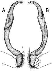 Figure 44. Orthomorpha rotundicollis Attems, 1937, ♂ lectotype of Pratinus rotundicollis Attems, 1937. A, B right gonopod, lateral and mesal views, respectively.