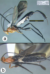 Figure 15. Braunsia sumatrana Enderlein a lateral habitus b dorsal habitus.