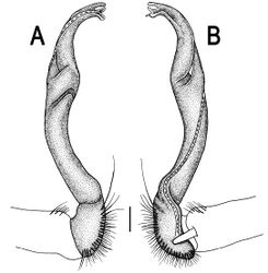 Figure 102. Orthomorpha elevata sp. n., ♂ holotype. A, B right gonopod, lateral and mesal views, respectively. Scale bar: 0.2 mm.