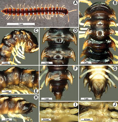 Figure 109. Orthomorpha spiniformis sp. n., ♂ holotype. A habitus, live coloration B, C anterior part of body, dorsal and lateral views, respectively D, E segments 10 and 11, dorsal and lateral views, respectively F, G, H posterior part of body, dorsal, ventral and lateral views, respectively I, J sternal cones between coxae 4, subcaudal and sublateral views, respectively.