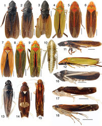 Figures 1–18. Mileewinae, scale bars = 1 mm 1–10 Tungurahualini, dorsal habitus 1 Tungurahuala basilisca, male from Colombia 2 Tungurahuala acuminata, male 3 same, female 4 Ilyapa bifida, male 5 Ilyapa loca, male 6 Ilyapa longispina, male 7 Ilyapa ochrescens, male 8 Ilyapa recurvata, male 9 Ilyapa viridis, male 10 same, 5th instar nymph 11–12 Tungurahualini, lateral habitus 11 Tungurahuala acuminata, male 12 Ilyapa viridis, male 13–18 Other Mileewinae 13 Makilingia sp., male from Thailand, dorsal habitus 14 same, Mileewa margheritae, male 15 same, Tinteromus sp., male from Colombia (full length of antenna not shown) 16 Makilingia sp., lateral habitus 17 same, Mileewa margheritae 18 same, Tinteromus sp.