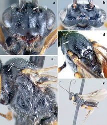 Figure 7. Crassomicrodus mariae. Female a anterior view of head, arrow indicates a median pyramidal-shaped elevation b dorsal view of head, arrow indicates frons not excavated c lateral view of mesosoma, arrow indicates punctate pronotum d dorsal view of mesosoma, arrow indicates notauli not impressed e female habitus.