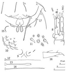 Figures 8–17. Eurypauropus arcuatus sp. n., holotype ad. 9 (♀) 8 right antenna, sternal view 9 collum segment, median and left part, sternal view 10 tergite II, left posterior corner with large setose and small crater-like protuberances, lateral view 11 tergite I, central part, large setose and small crater-like protuberances, tergal view 12 T1 13 T3 14 T5 15 seta on trochanter of leg 9 16 tarsus of leg 9 17 pygidium, sternal view. Scale bars: a: 8-10, 12-15; b: 11; c: 16, 17.