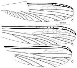 Figure 6. Wing venation of Cambay amber species of Zophotermes Engel, gen. n. A Hind wing of Zophotermes ashoki Engel & Singh, sp. n. (Tad-42) B Forewing of Zophotermes? sp. (Tad-95) C Hind wing of Zophotermes? sp. (Tad-278). Scale bar applies to all figures.