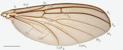 ' Figure 8.' Acomoptera digitata sp. n., wing, dorsal view [692360]. Scale line = 1 mm.