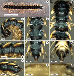Figure 100. Orthomorpha elevata sp. n., ♂ holotype. A habitus, live coloration B, C anterior part of body, dorsal and lateral views, respectively D, E segments 10 and 11, dorsal and lateral views, respectively F, G, H posterior part of body, dorsal, ventral and lateral views, respectively I, J sternal cones between coxae 4, subcaudal and sublateral views, respectively.