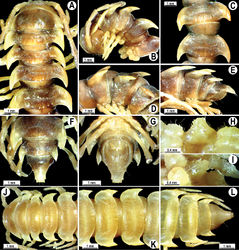 Figure 51. Orthomorpha glandulosa (Attems, 1937), ♂ lectotype (A–I), ♀ paralectotype (J–L). A, B, J anterior part of body, dorsal, lateral and dorsal views, respectively C, D, K segments 10 and 11, dorsal, lateral and dorsal views, respectively E–G, L posterior part of body, lateral, dorsal, ventral and dorsal views, respectively H, I sternal cones between coxae 4, subcaudal and sublateral views, respectively.
