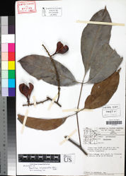 Figure 2. Paullinia degranvillei. Photo of the holotype.