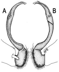 Figure 38. Orthomorpha hydrobiologica Attems, 1930, ♂ holotype. A, B left gonopod, mesal and lateral views, respectively.